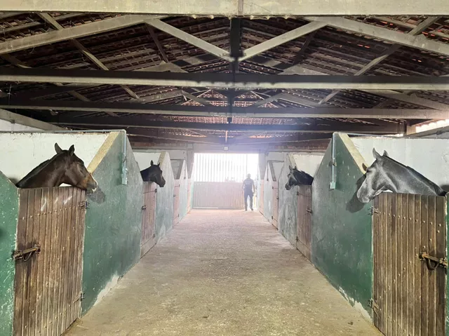 Polícia apreende 41 cavalos que estavam em haras de  Valdevan Noventa