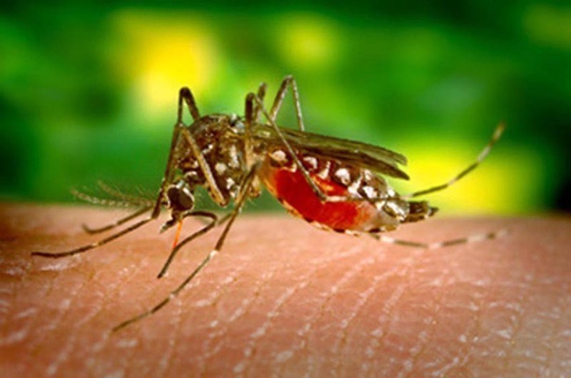 Secretaria da Saúde de Sergipe registra mais de quatro mil novos casos de Dengue