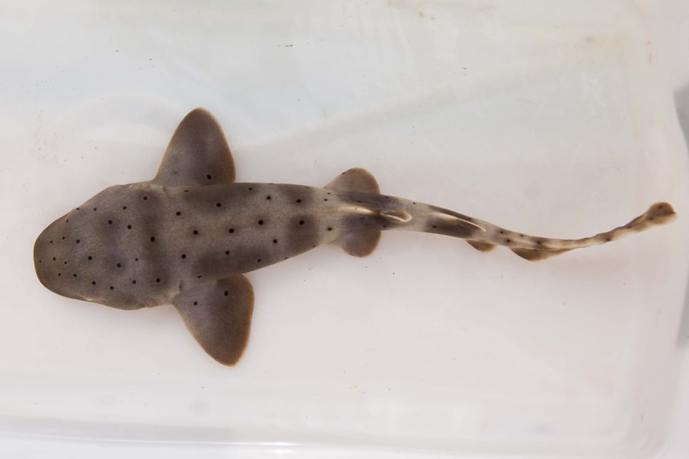 Nasce primeiro filhote de tubarão-lixa em Aracaju